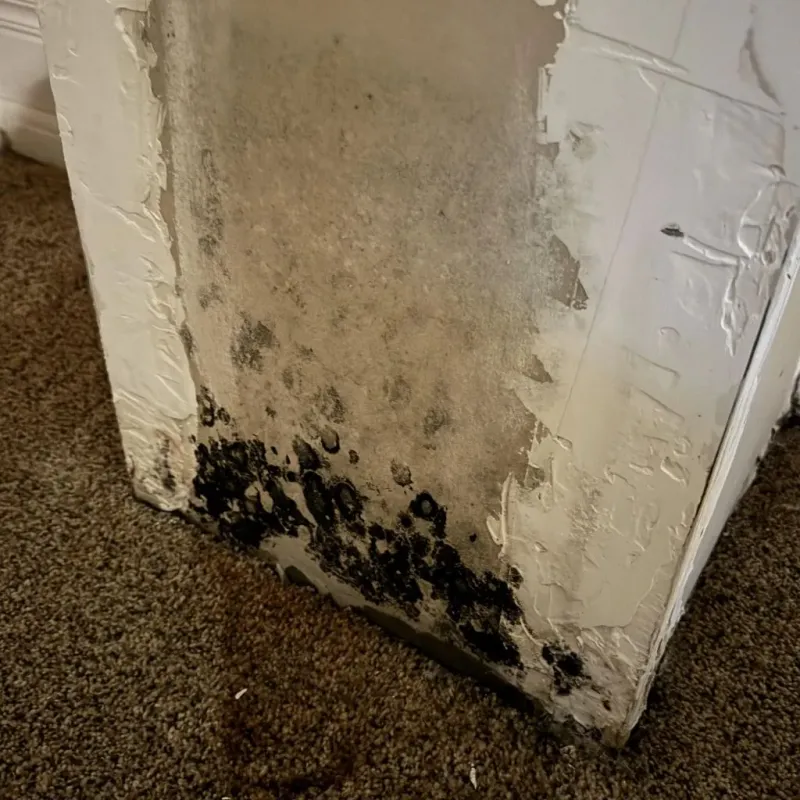 Professional Mold Removal in Lake County, MI